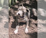 Small #1 Mutt