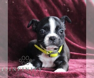 Boston Terrier Puppy for sale in PORT ROYAL, PA, USA