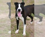 Small #1 Great Dane-Pointer Mix
