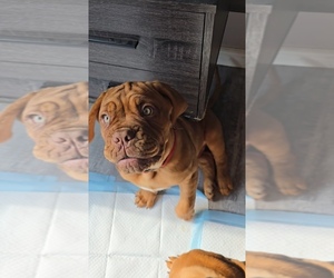 Dogue de Bordeaux Litter for sale in GLENDALE, AZ, USA