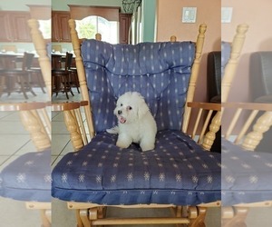 Bichon Frise Puppy for sale in JURUPA VALLEY, CA, USA