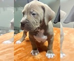 Small Photo #14 American Bully Puppy For Sale in SNELLVILLE, GA, USA