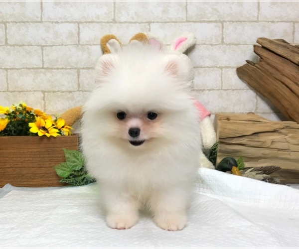 Medium Photo #4 Pomeranian Puppy For Sale in MANHATTAN, NY, USA