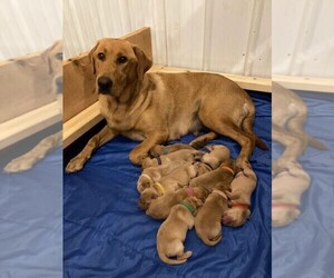 Labrador Retriever Puppy for sale in ELEVA, WI, USA