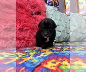Miniature Australian Shepherd Puppy for sale in WILLIAMS, IA, USA
