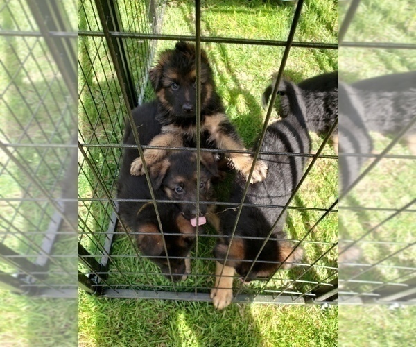 Medium Photo #1 German Shepherd Dog Puppy For Sale in BRIDGEWATER, NH, USA