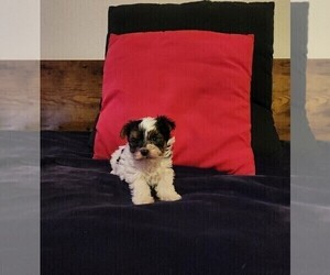 Yorkshire Terrier Puppy for sale in COEUR D ALENE, ID, USA