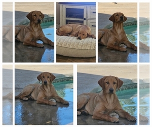 Labrador Retriever Puppy for sale in BAKERSFIELD, CA, USA