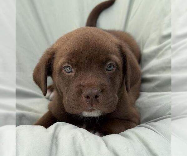 Medium Photo #2 Labrador Retriever-Unknown Mix Puppy For Sale in San Diego, CA, USA