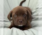 Small #1 Labrador Retriever Mix
