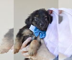 Small #1 Mutt