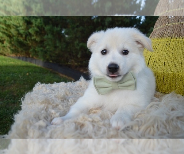 Medium Photo #4 American Eskimo Dog Puppy For Sale in HONEY BROOK, PA, USA
