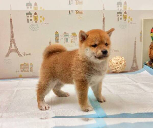 Medium Photo #2 Shiba Inu Puppy For Sale in SEATTLE, WA, USA
