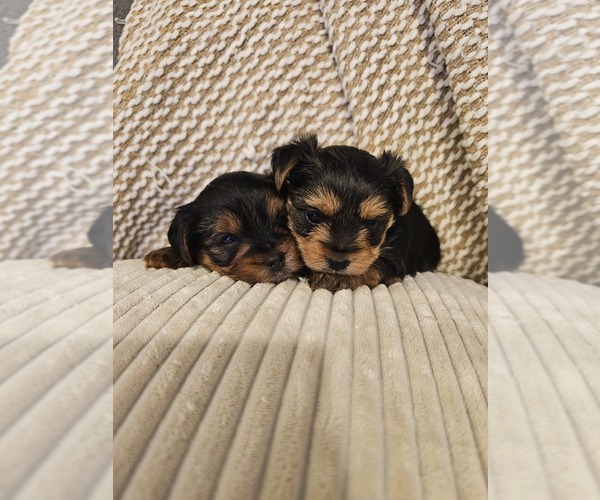 Medium Photo #3 Yorkshire Terrier Puppy For Sale in SALEM, OR, USA