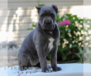 Cane Corso Puppy for sale in HONEY BROOK, PA, USA