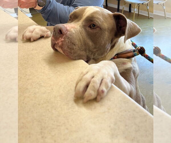 Medium Photo #11 American Staffordshire Terrier-Unknown Mix Puppy For Sale in phoenix, AZ, USA