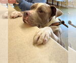 Small #10 American Staffordshire Terrier Mix