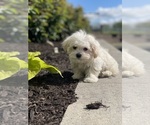 Small #1 Havanese