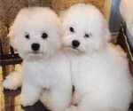 Small #4 Bichon Frise