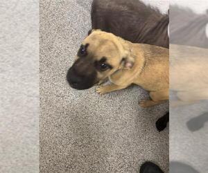 Labrador Retriever-Unknown Mix Dogs for adoption in Houston, TX, USA