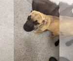 Small Labrador Retriever Mix