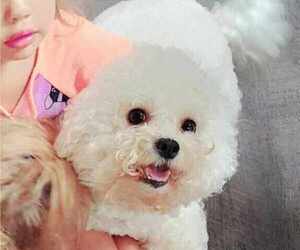 Mother of the Bichon Frise puppies born on 07/12/2025