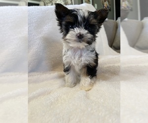 Biewer Terrier Puppy for sale in NORTH WILKESBORO, NC, USA