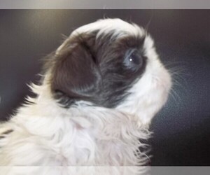 Shih Tzu Puppy for sale in WITTMANN, AZ, USA