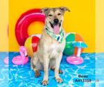 Small #1 Labrador Retriever