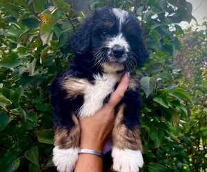 Bernedoodle Puppy for sale in CHILHOWIE, VA, USA