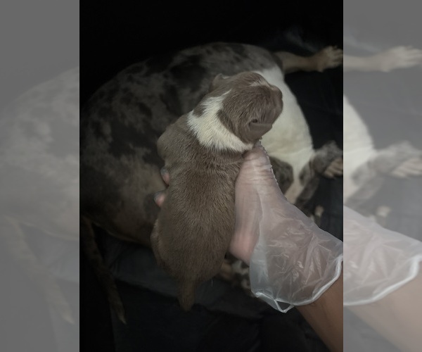 Medium Photo #6 American Bully Puppy For Sale in PARKVILLE, MD, USA