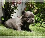 Small French Bulldog