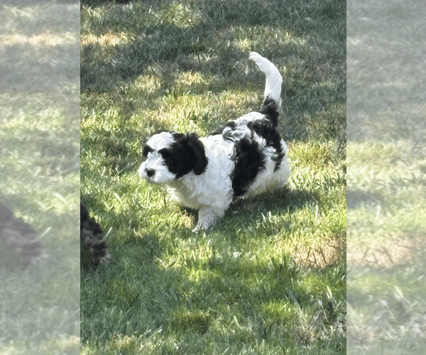 Medium Photo #2 Cavachon Puppy For Sale in OLYMPIA, WA, USA
