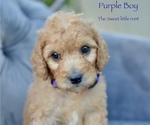 Small #6 Goldendoodle-Poodle (Miniature) Mix