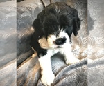 Small Photo #1 Labradoodle-Unknown Mix Puppy For Sale in PRICHARD, WV, USA