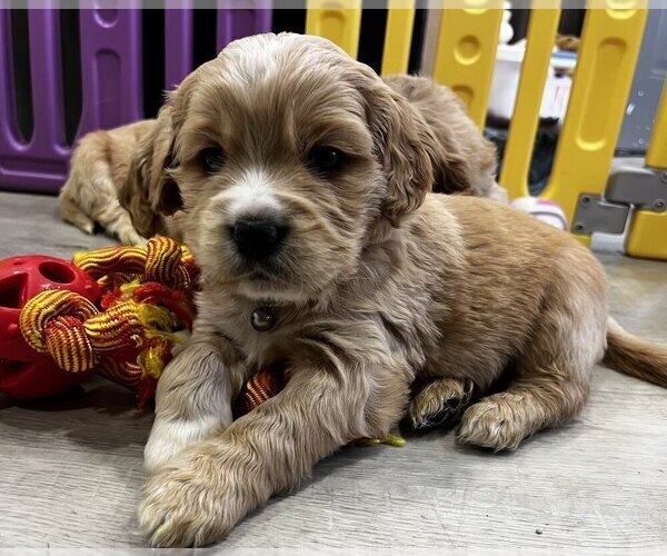 Medium Photo #2 Golden Cocker Retriever Puppy For Sale in Aylmer, Ontario, Canada
