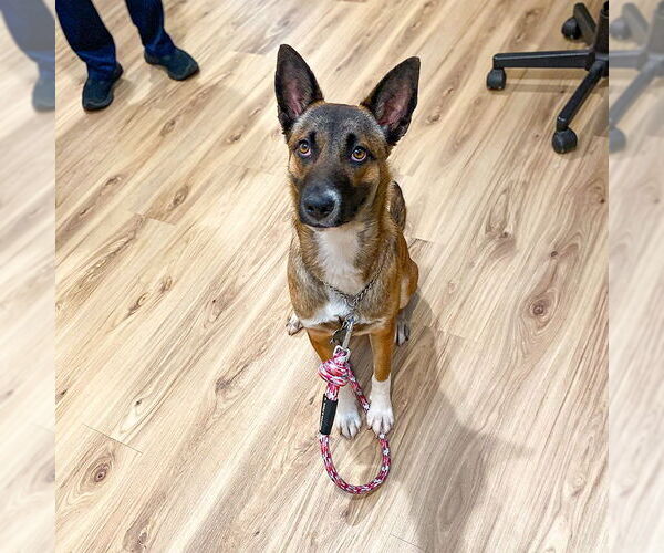 Medium Photo #2 Mutt Puppy For Sale in Millburn, NJ, USA