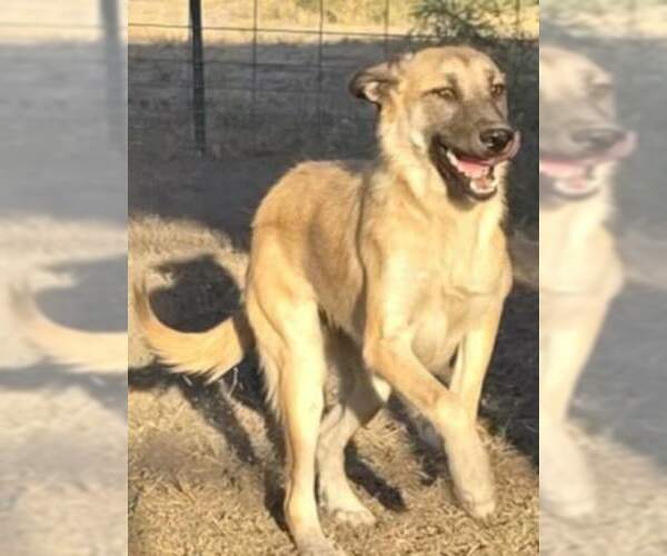 Medium Photo #3 Mutt Puppy For Sale in Minneapolis, MN, USA