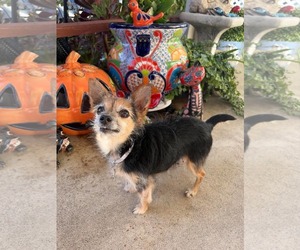 Mutt Dogs for adoption in Menifee, CA, USA