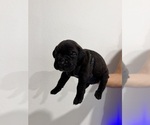 Small #2 Cane Corso