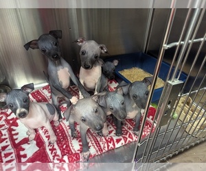 American Hairless Terrier Puppy for sale in PHOENIX, AZ, USA
