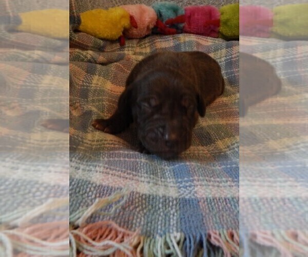 Medium Photo #9 Great Dane Puppy For Sale in SPRAGGS, PA, USA