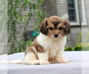 Cavachon Puppy for sale in GORDONVILLE, PA, USA