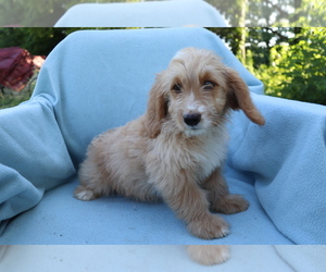 Medium Goldendoodle (Miniature)