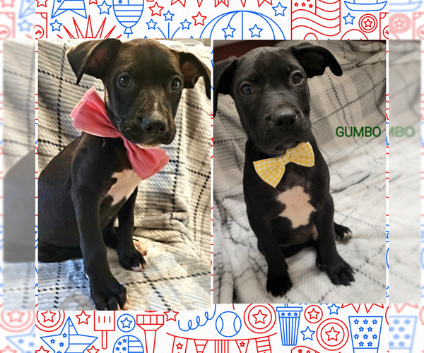 Medium Photo #1 Labrador Retriever-Unknown Mix Puppy For Sale in Stanhope, NJ, USA