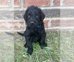 Puppy Dk blue collar Labradoodle