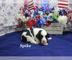 Small #3 Cavapoo