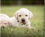 Puppy Puppy D Labrador Retriever