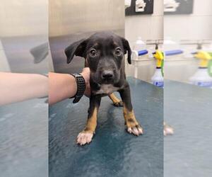 Labrador Retriever-Plott Hound Mix Dogs for adoption in Mobile, AL, USA