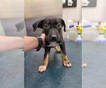 Small Labrador Retriever-Plott Hound Mix